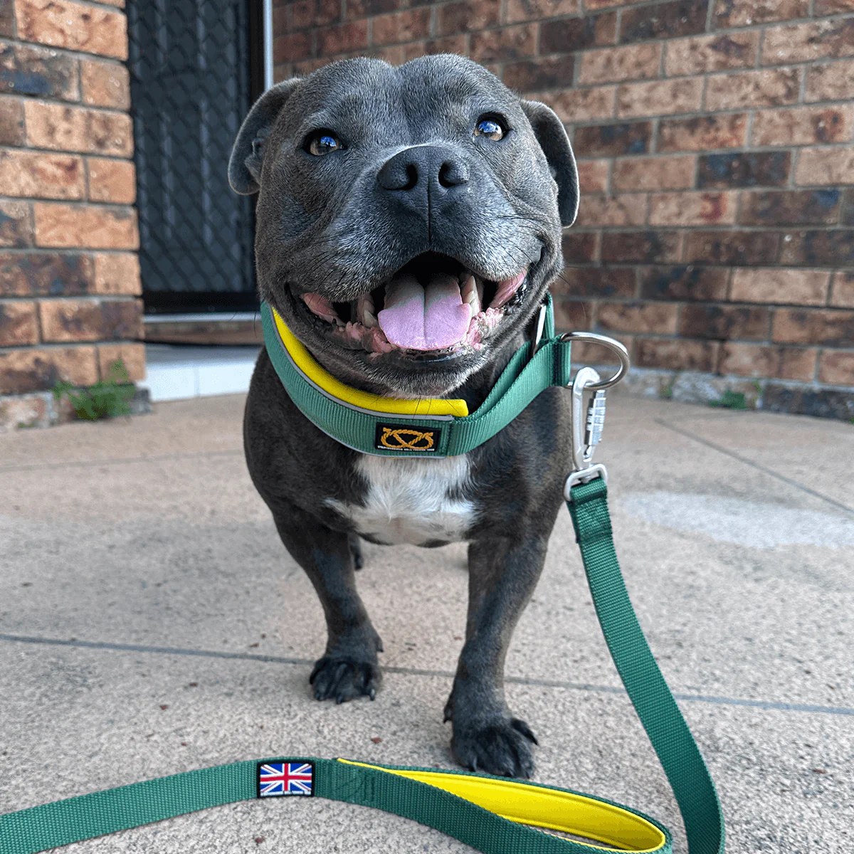Staffordshire Bull Terrier 1935® Martingale Collar - Green & Yellow - Bild 9
