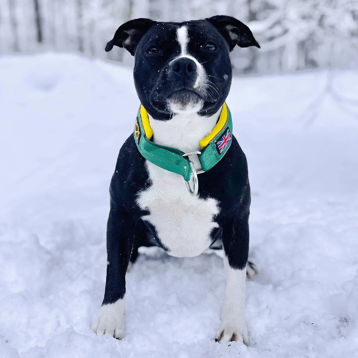 Staffordshire Bull Terrier 1935® Martingale Collar - Green & Yellow - Bild 3