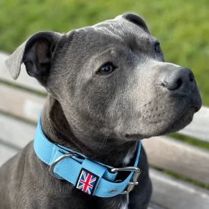 Staffordshire Bull Terrier 1935® Nylon Collar - Stanley Edition - Baby Blue