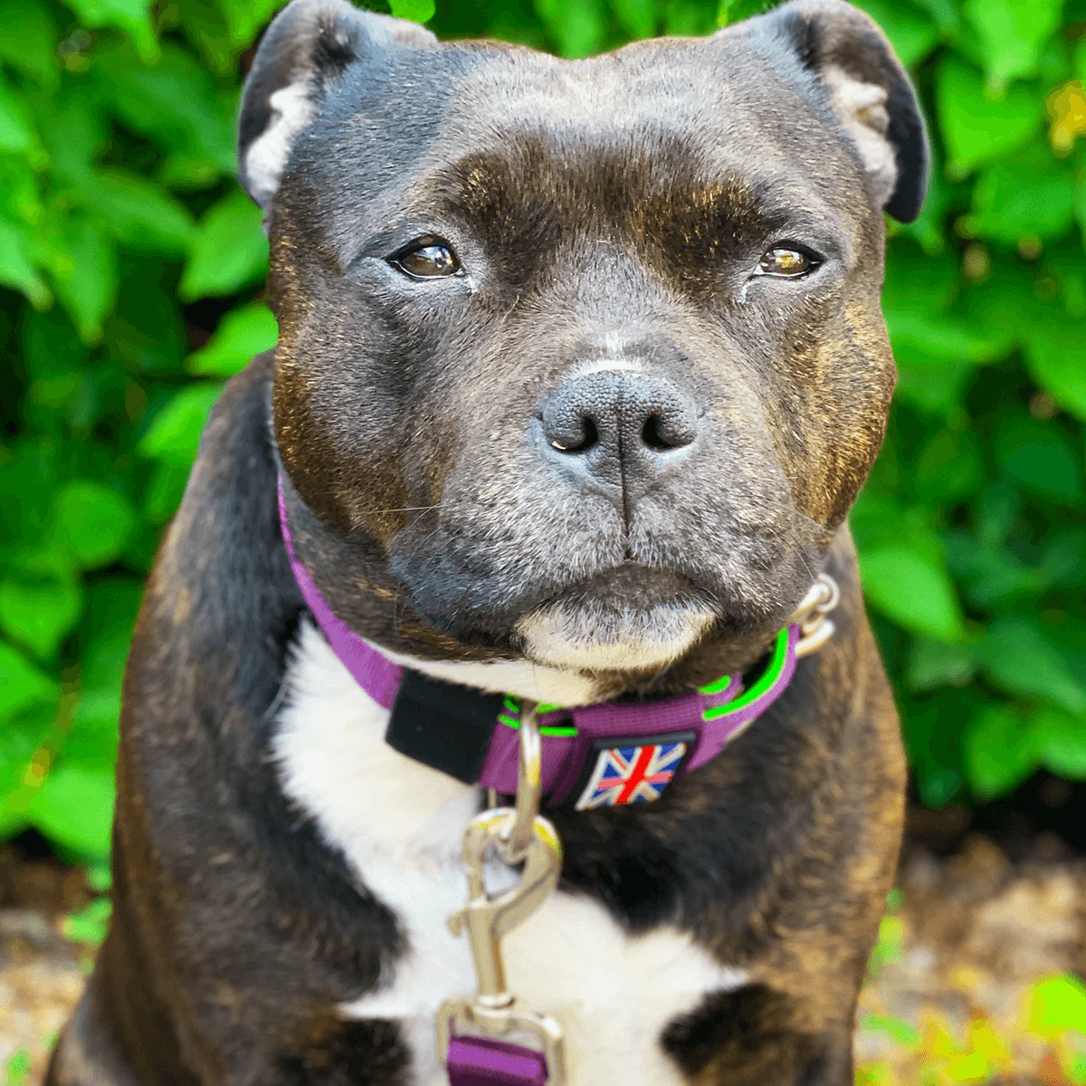 Staffordshire Bull Terrier 1935® Nylon Collar - The Joker Edition - Purple & Neon Green