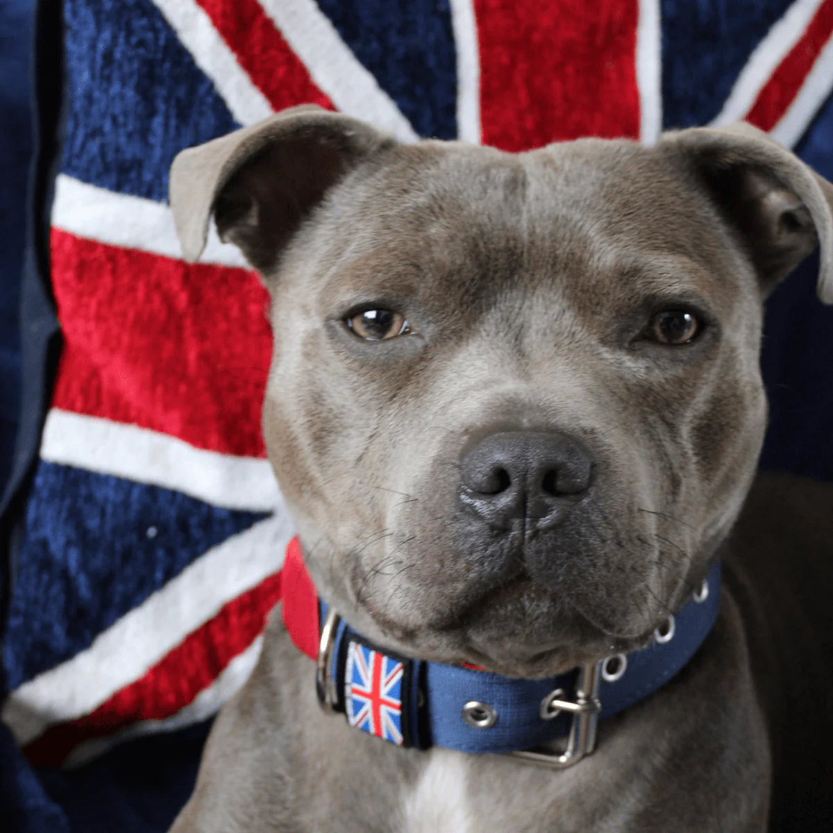 Staffordshire Bull Terrier 1935® Nylon Collar - Huey Union Jack Edition - Bild 3