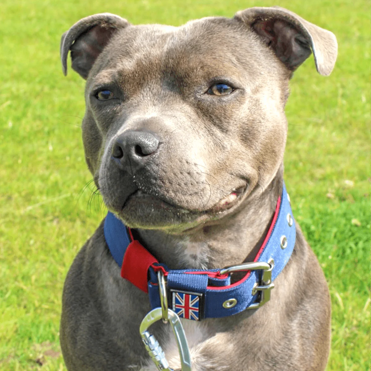 Staffordshire Bull Terrier 1935® Nylon Collar - Huey Union Jack Edition - Bild 4