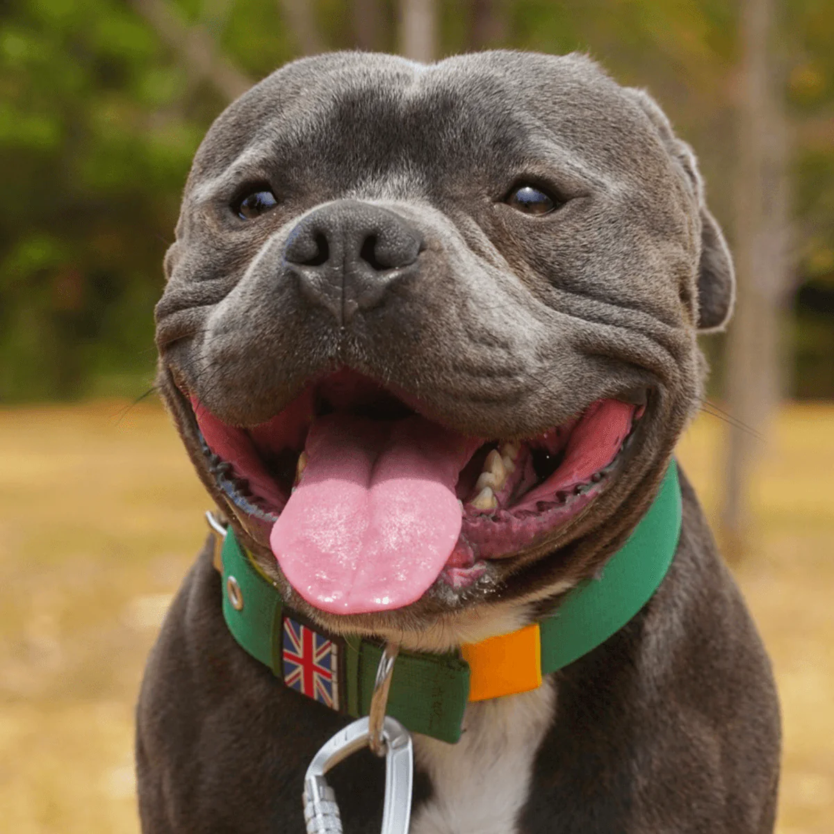 Staffordshire Bull Terrier 1935® Nylon Collar - Green & Yellow - Bild 6