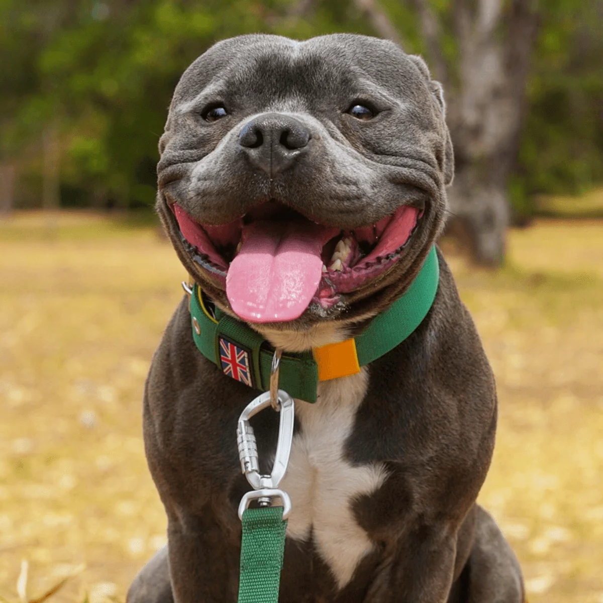 Staffordshire Bull Terrier 1935® Nylon Collar - Green & Yellow - Bild 5