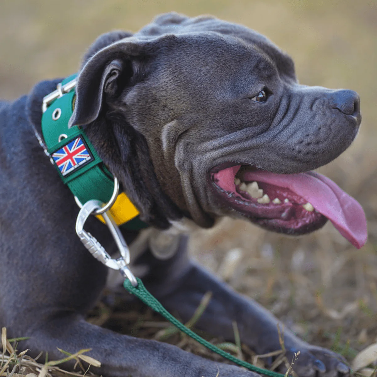 Staffordshire Bull Terrier 1935® Nylon Collar - Green & Yellow