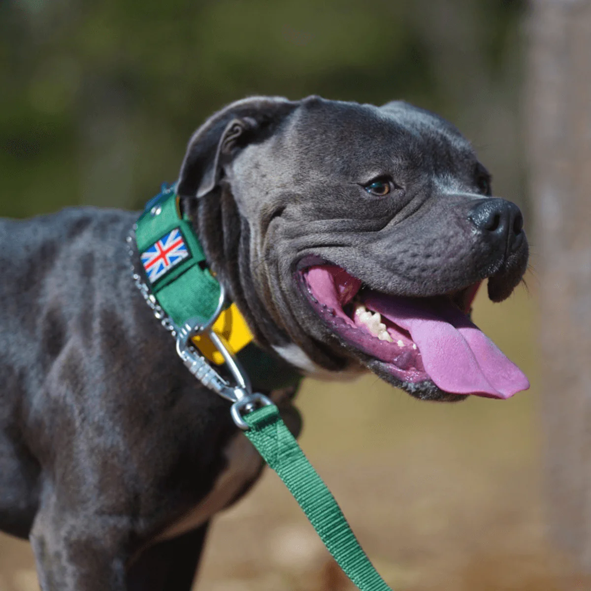 Staffordshire Bull Terrier 1935® Nylon Collar - Green & Yellow - Bild 3