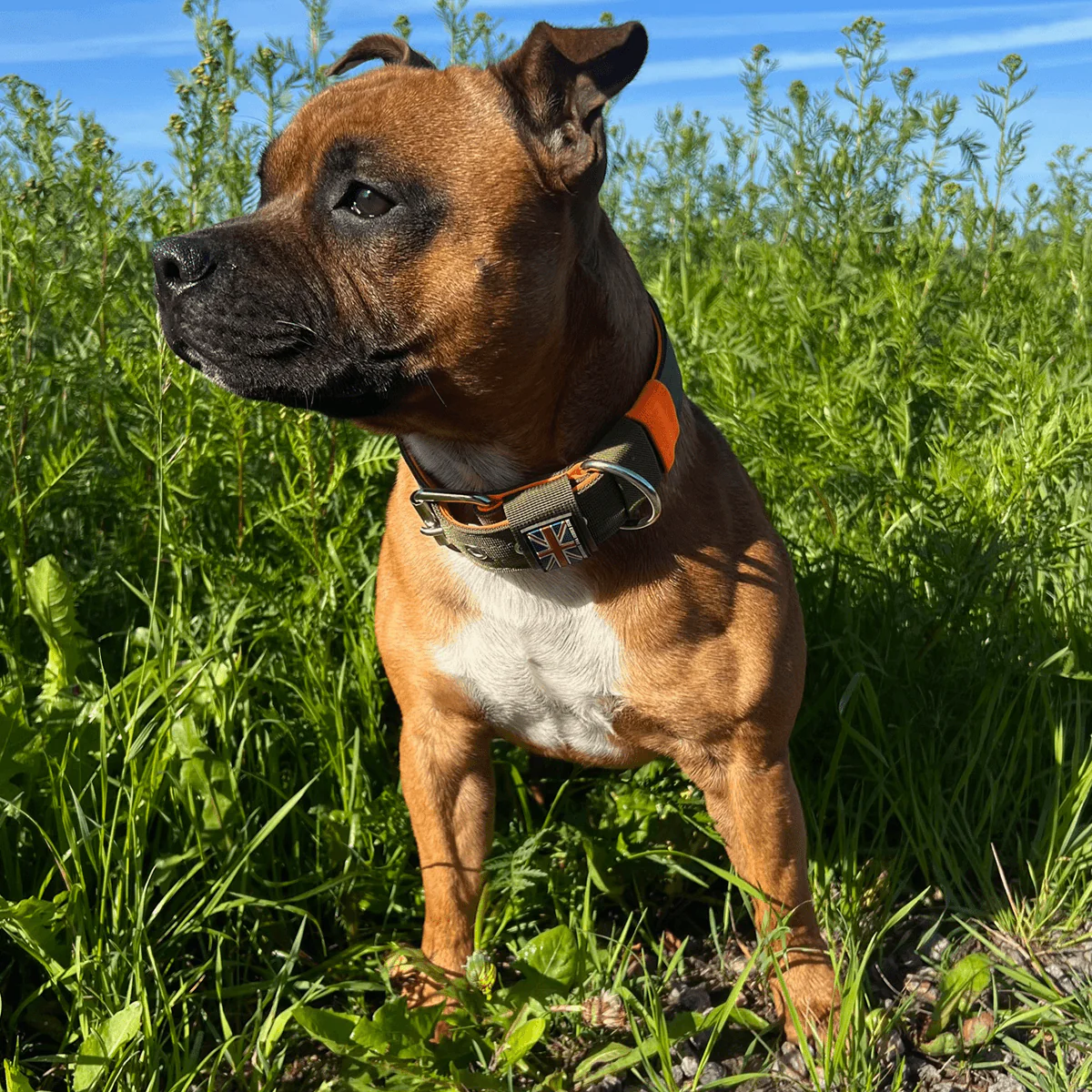 Staffordshire Bull Terrier 1935® Nylon Collar - Stitch Edition - Green & Neon Orange - Bild 6