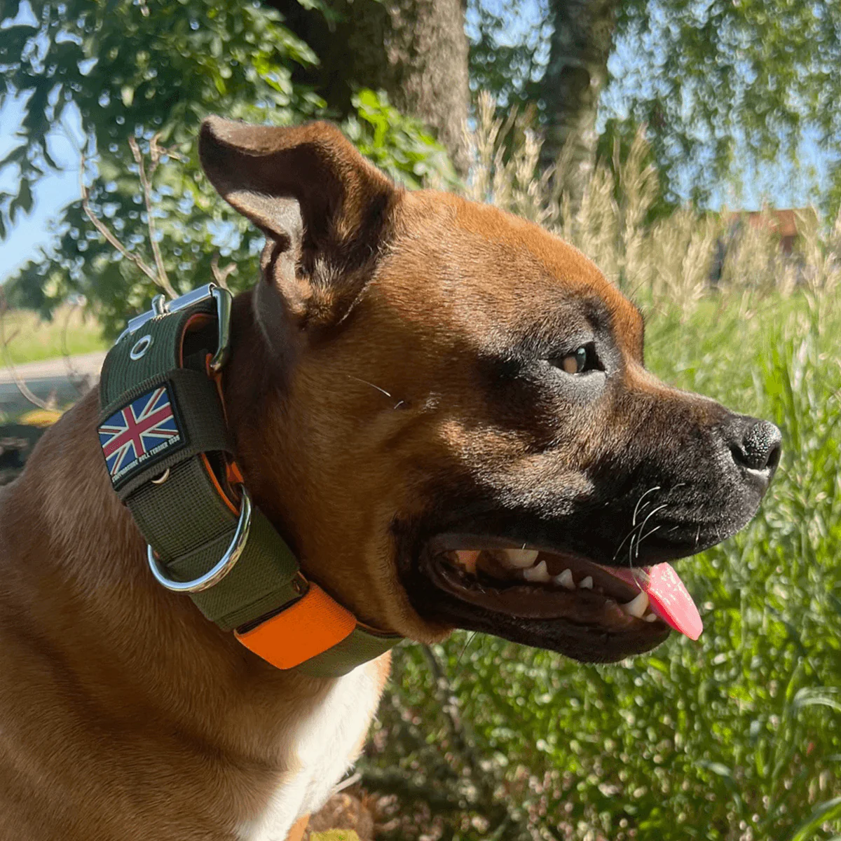 Staffordshire Bull Terrier 1935® Nylon Collar - Stitch Edition - Green & Neon Orange - Bild 5