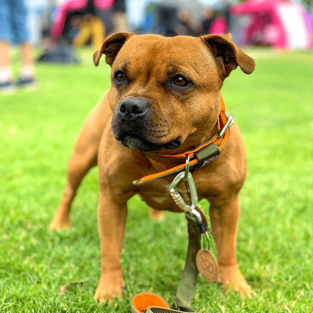Staffordshire Bull Terrier 1935® Nylon Collar - Stitch Edition - Green & Neon Orange - Bild 4
