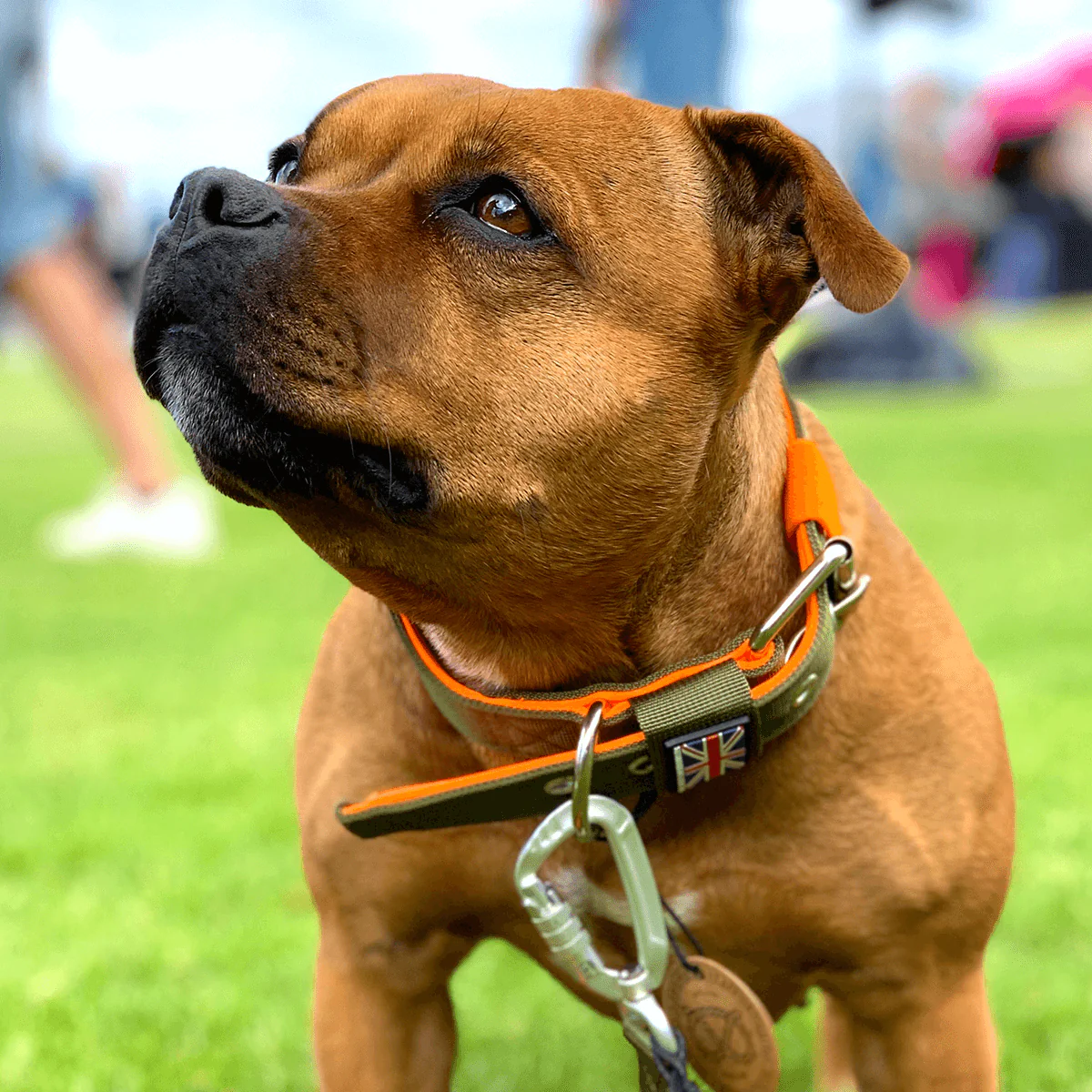 Staffordshire Bull Terrier 1935® Nylon Collar - Stitch Edition - Green & Neon Orange