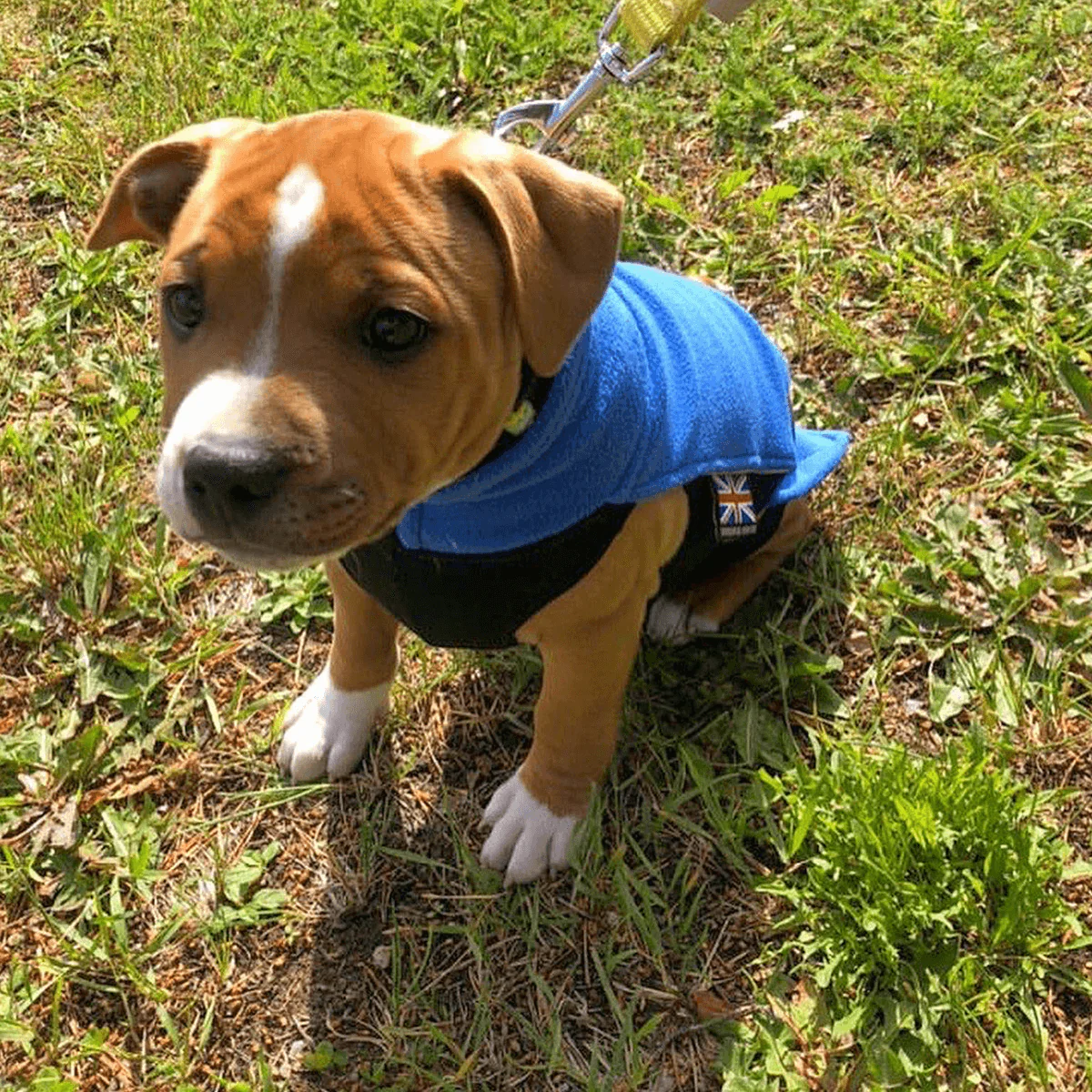 Staffordshire Bull Terrier 1935® Puppy Fleece Coat - Royal Blue - Bild 7