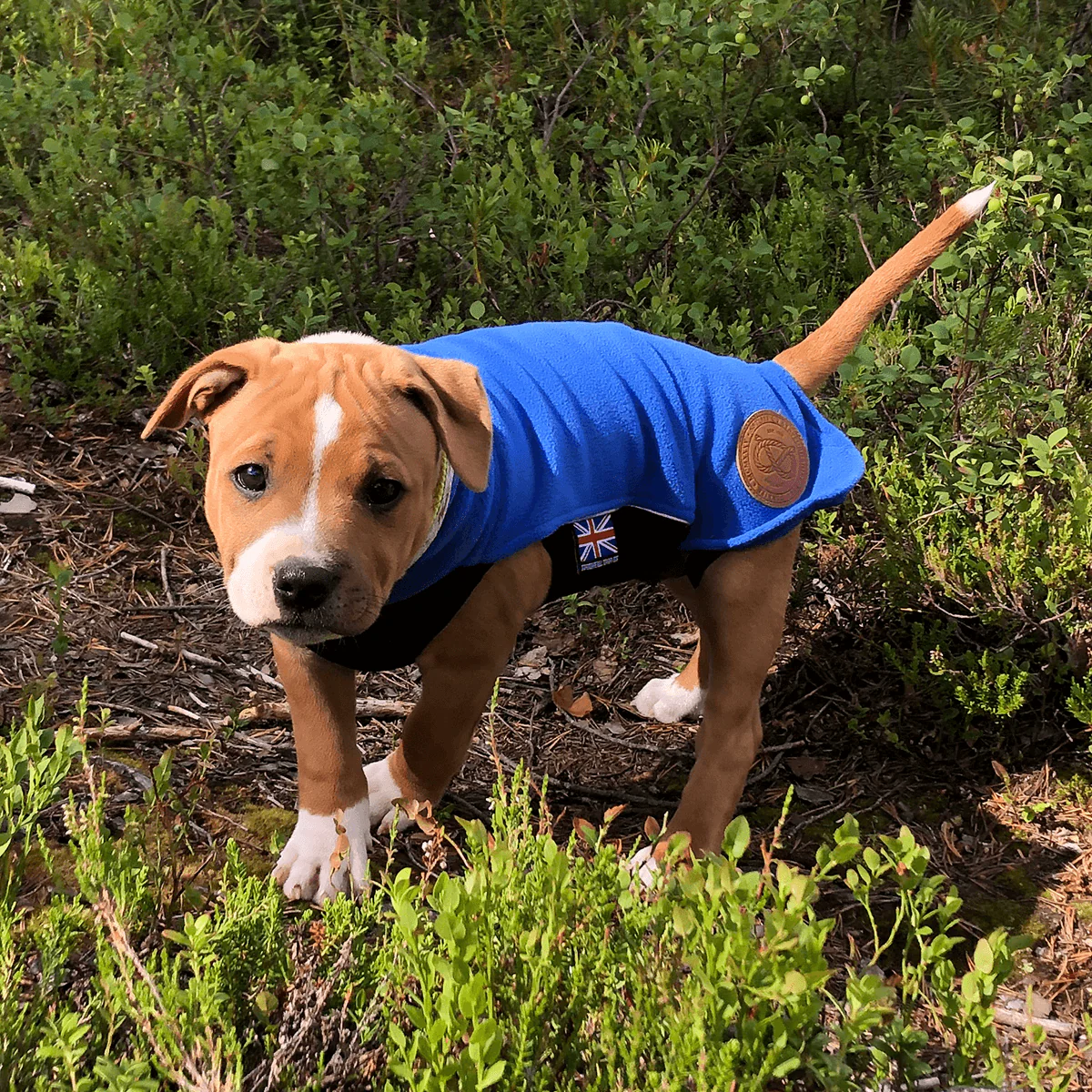 Staffordshire Bull Terrier 1935® Puppy Fleece Coat - Royal Blue - Bild 6