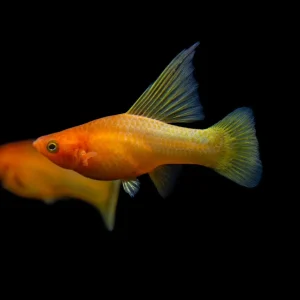 Sunrise High-Fin Platy