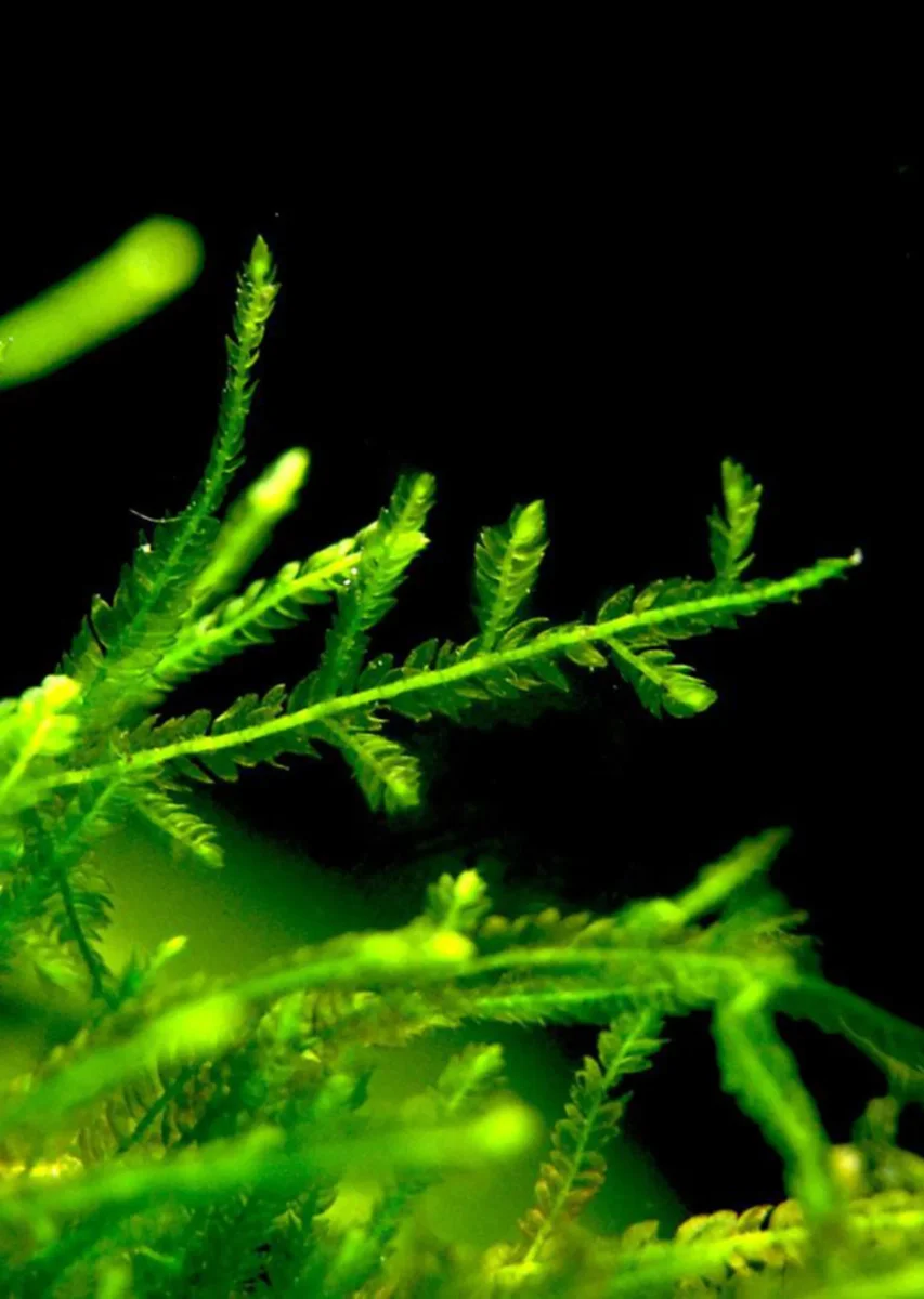 Taxiphyllum 'Spiky' - Bild 3