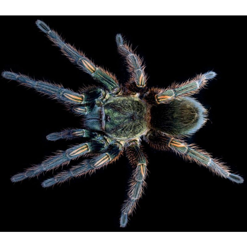 Ewok pruriens – Peruvian Green Velvet Tarantula | Emerald Desert Jewel | TDE - Bild 2